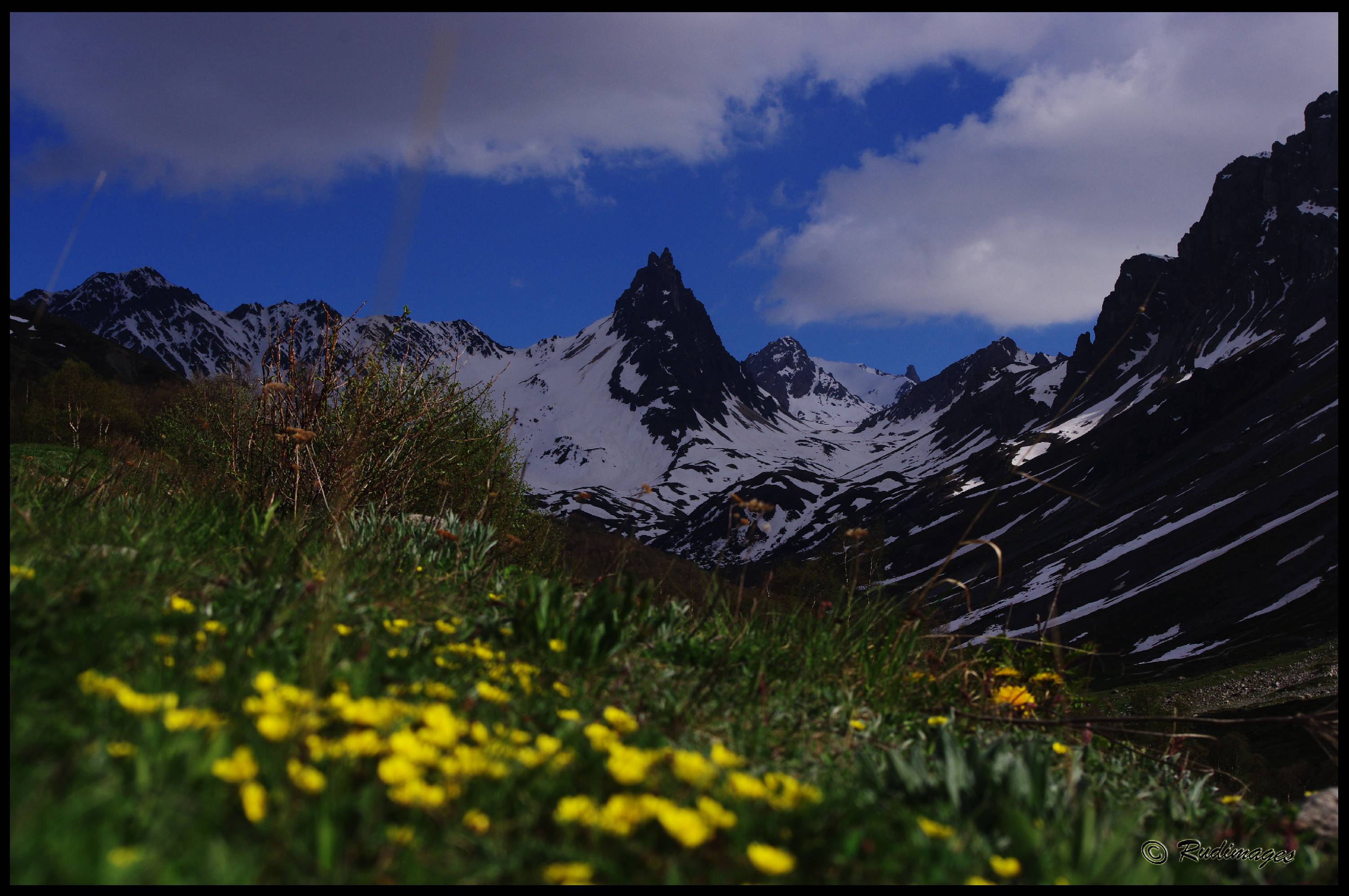 F28-Potentilles-avec-aiguille-noire-de-Rudi-Vailtilingom.jpg