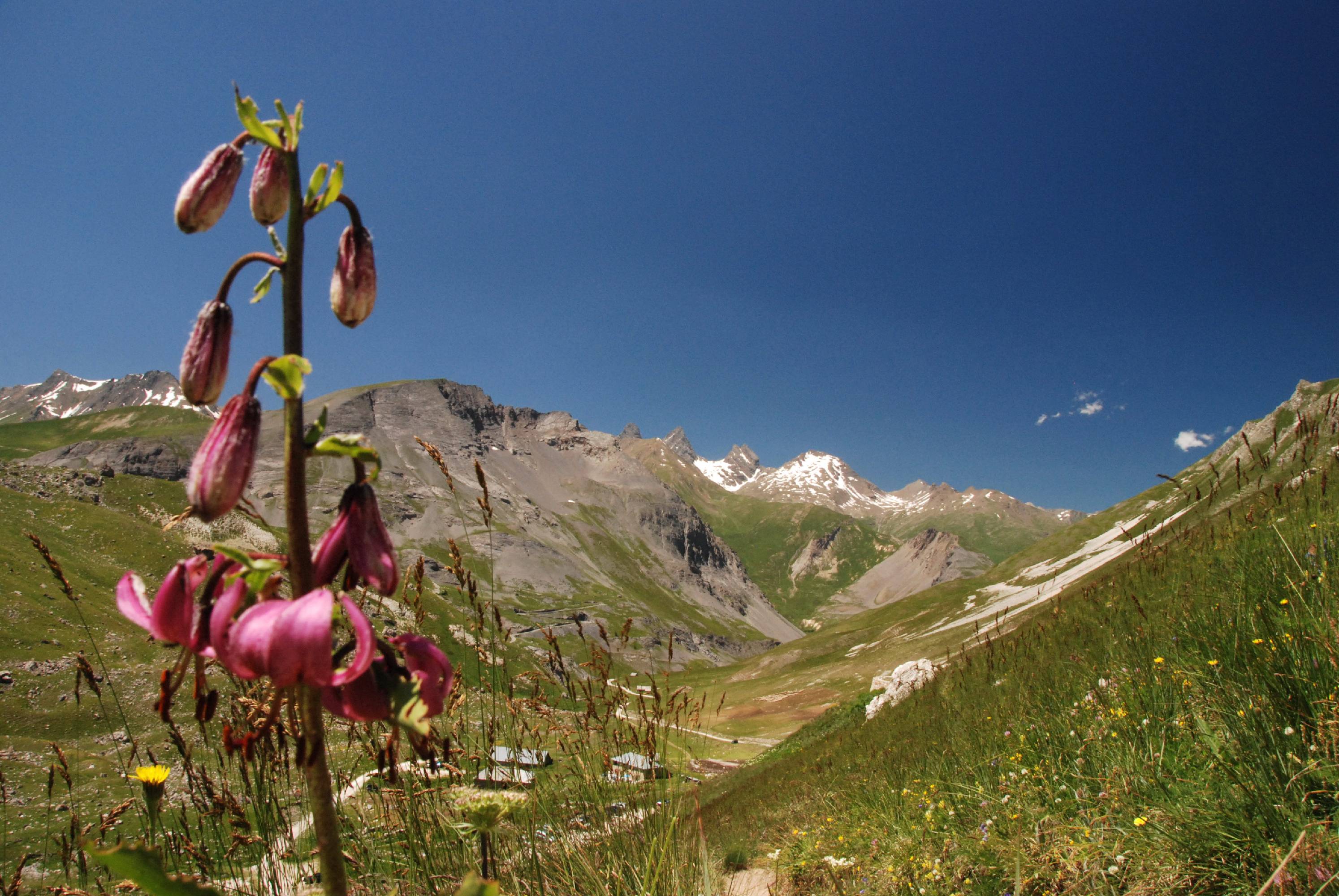 F32-Lis-martagon-au-dessus-des-Mottets-de-Yves-Floret.jpg