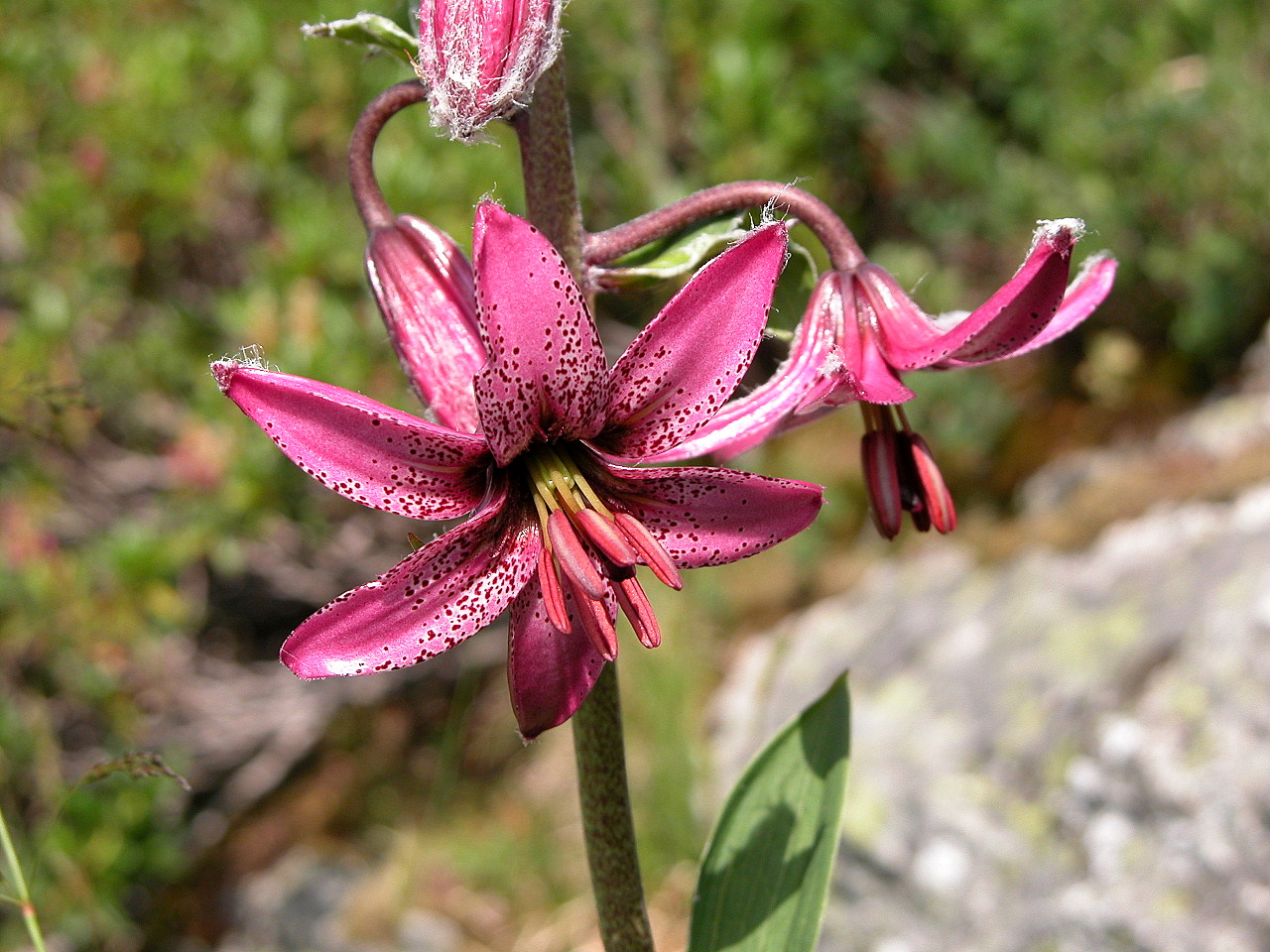 F33-Lis-martagon-de-Claude-Garnier.jpg