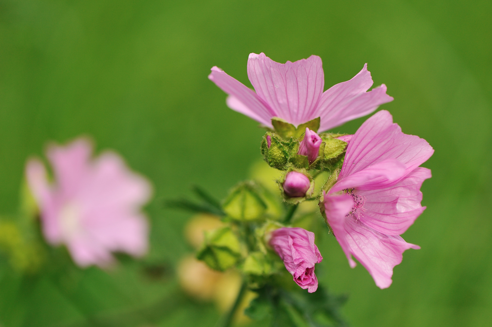 F36-Mauve-de-Patrice-Messin.jpg