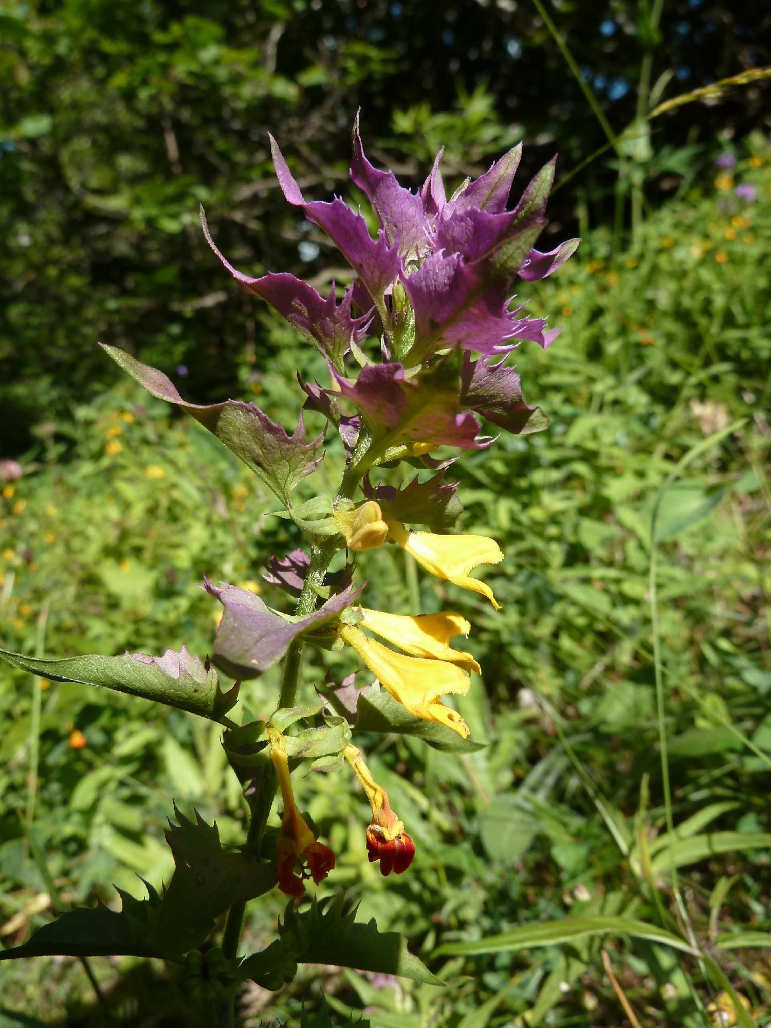 F37-Melampyre-des-bois-de-Agnes-Thill.jpg