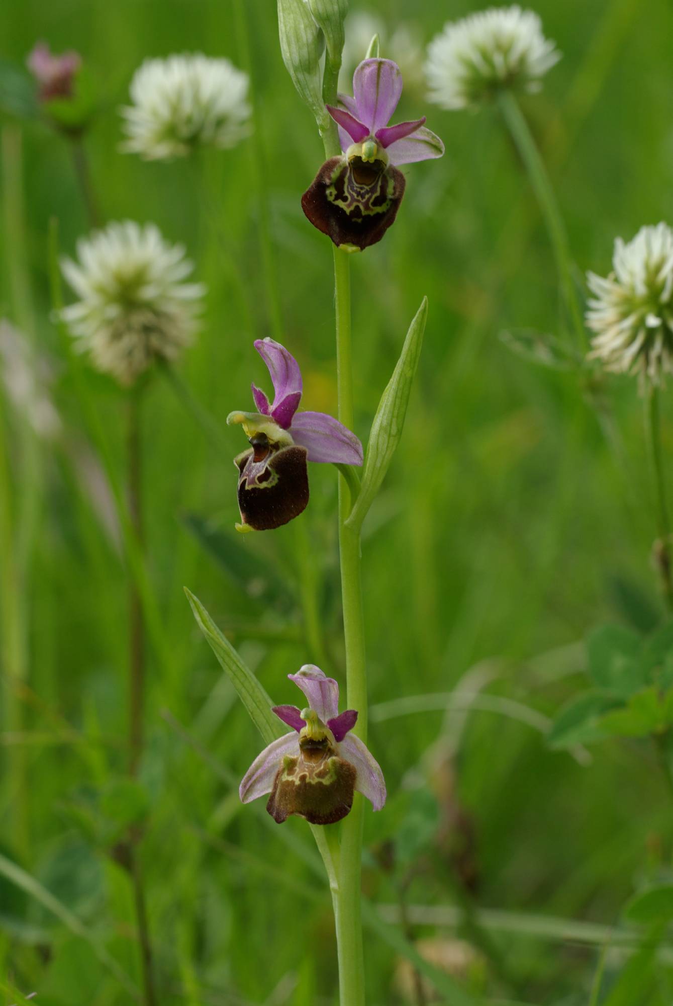 F40-Orchis-apifera-de-R-de-Portere.JPG