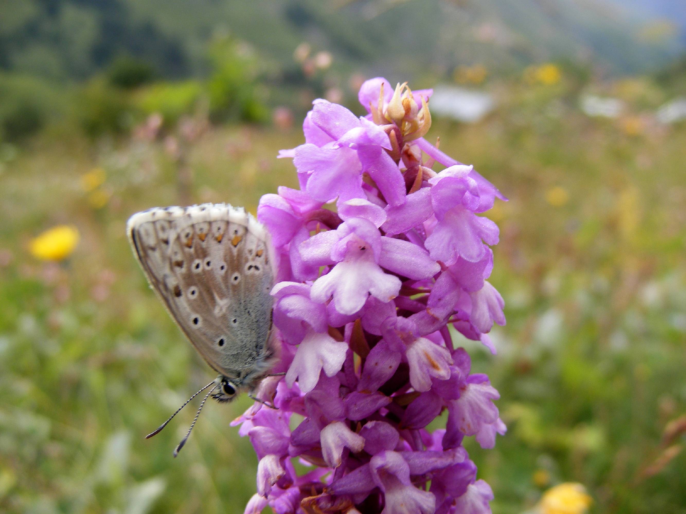 F41-Orchis-avec-papillon-Azure-de-Anna-Rassoto.jpg