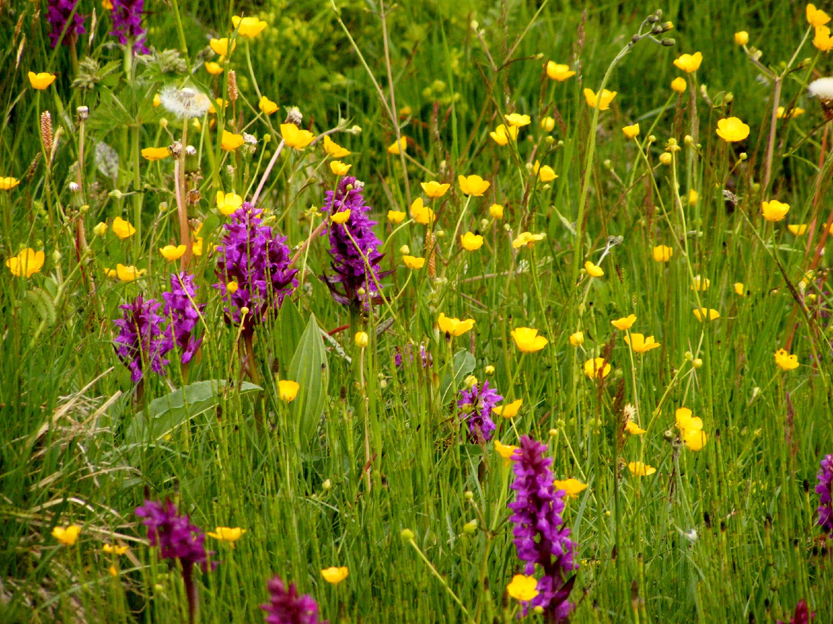 F42-Orchis-de-Barbara-Dal-Soglio.jpg