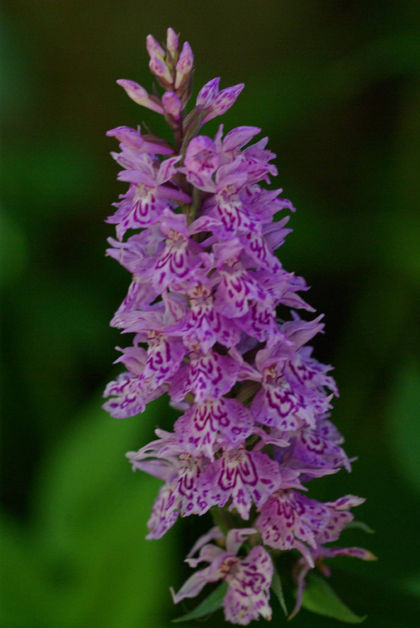 F43-Orchis-de-Fuchs-Lucienne-Vallet.jpg