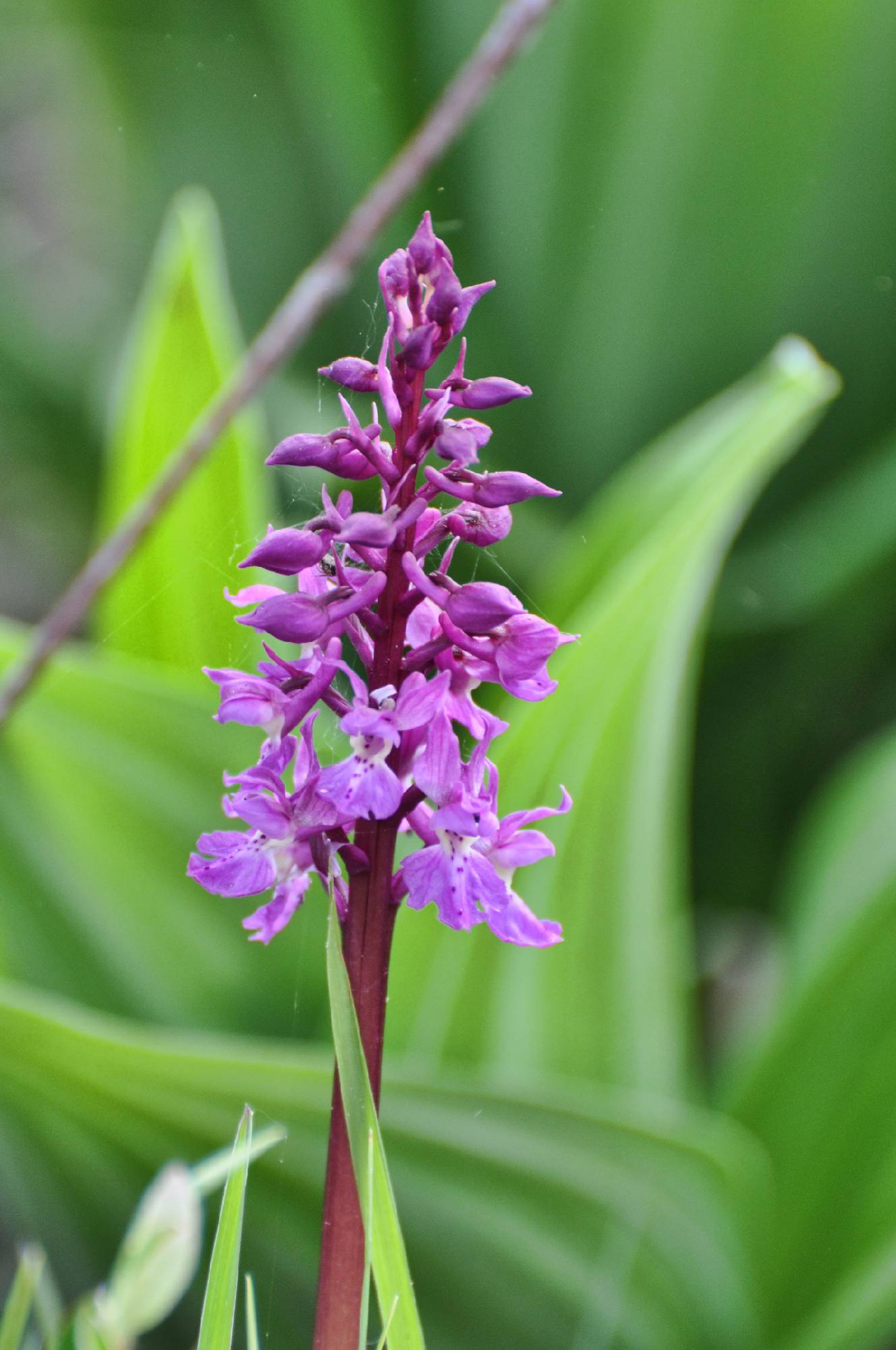 F44-Orchis-Male-de-Nicolas-Bore.jpg