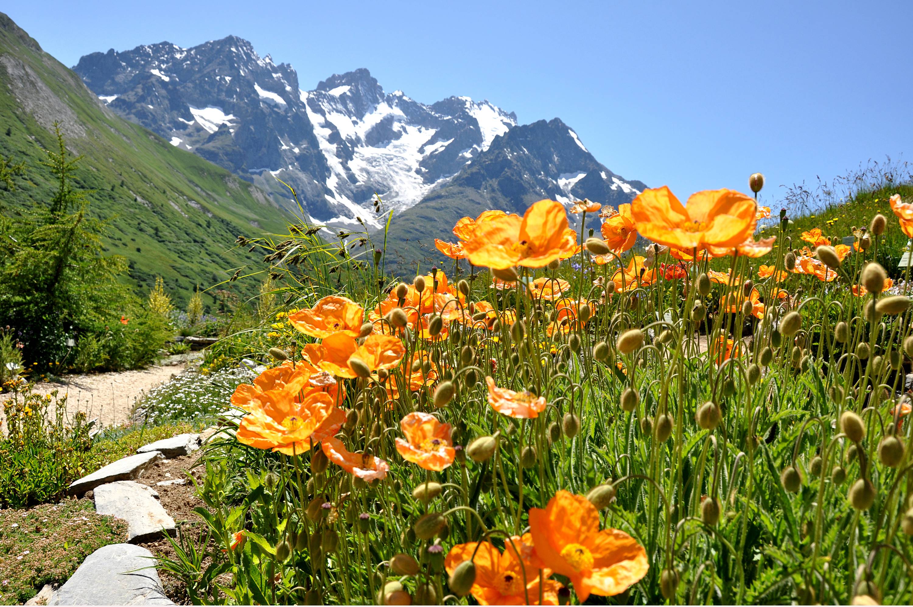 F49-Pavot-jardin-alpin-de-Raymond-Malbec.jpg