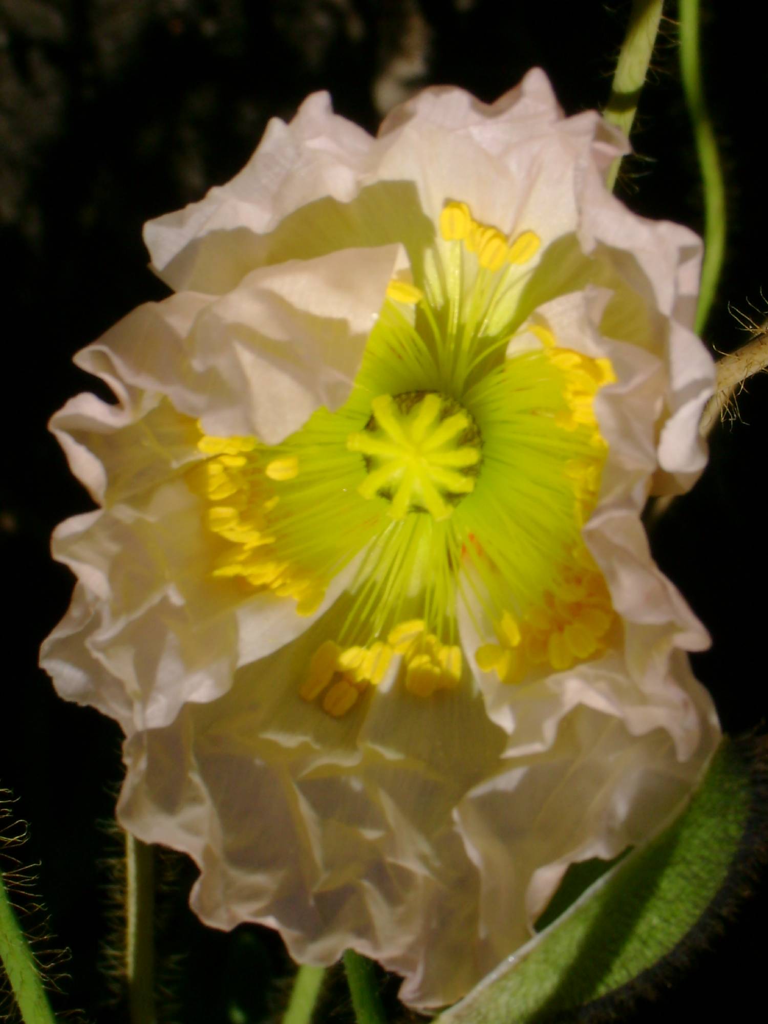 F50-Pavot-rose-de-Martine-Falcoz.jpg
