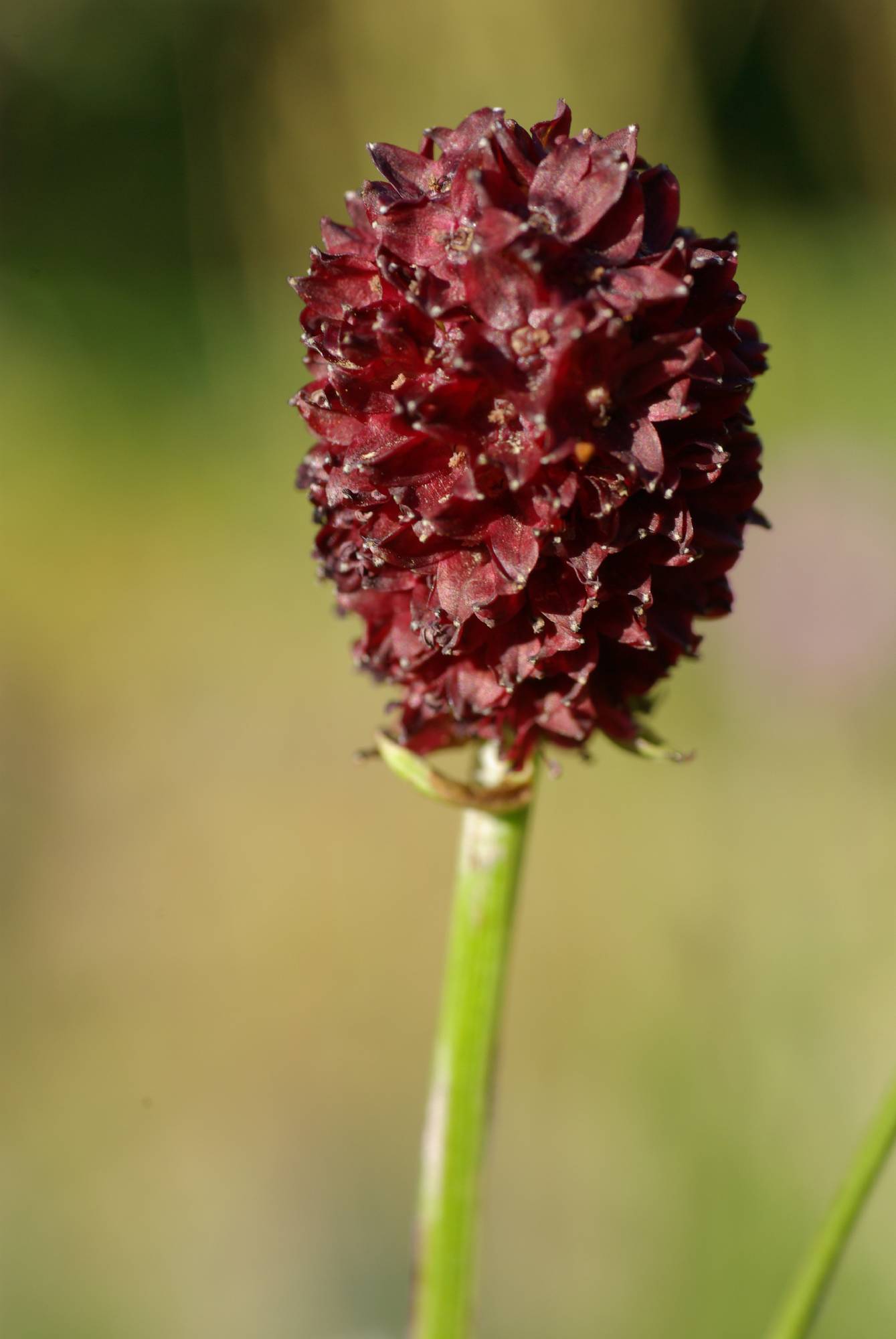 F51-Pimprenelle-de-Christophe-Daurlet.jpg