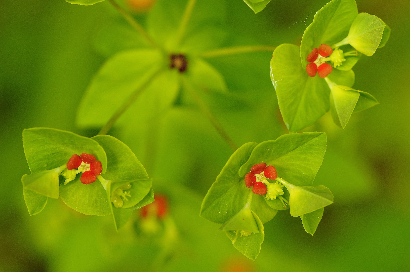 F52-Plante-a-identifier-de-Patrice-Messin.jpg