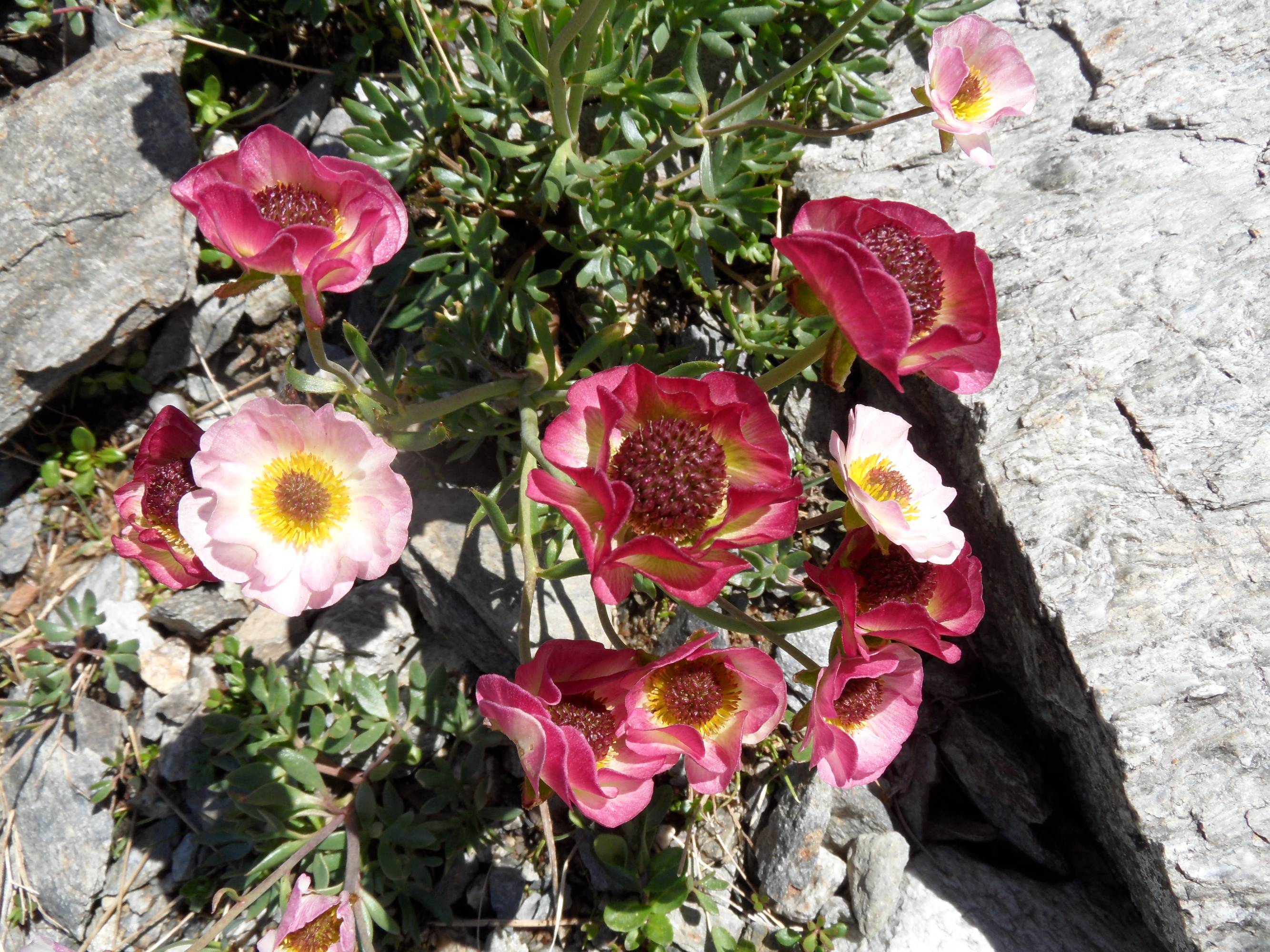 F55-Renoncule-des-glaciers-de-Dominique-Vionnet.jpg