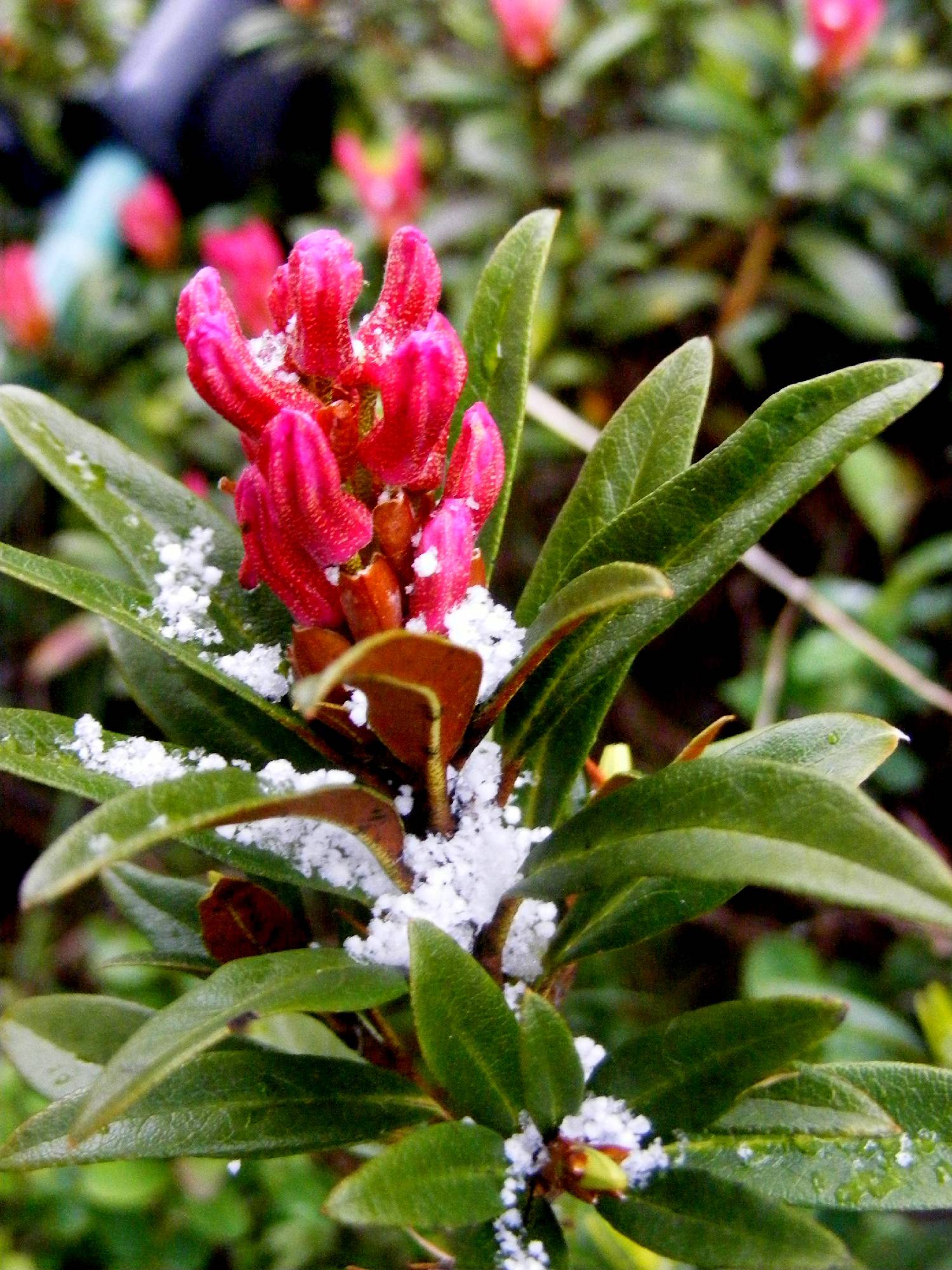 F57-Rhododendron-apres-la-grele-de-Beati-Alberto.jpg