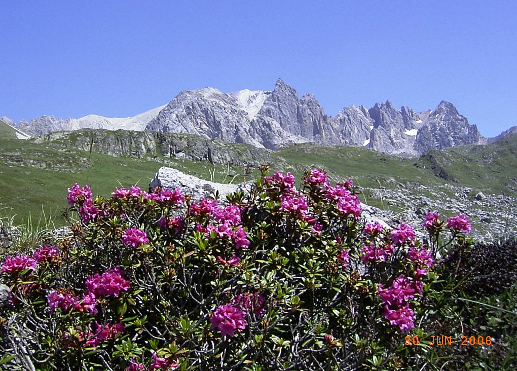 F58-Rhododendrons aux Mottets-de-Marie-Paule-Falcoz.jpg - 