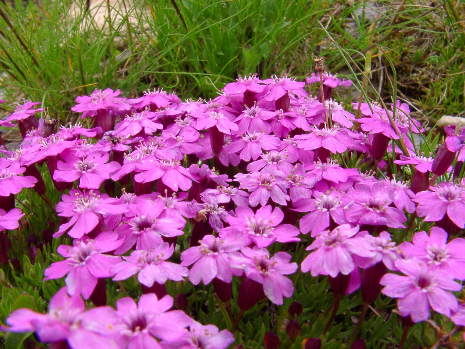 F61-Saxifrage-a-feuilles-opposees-de-monsieur-Lilewer.jpg