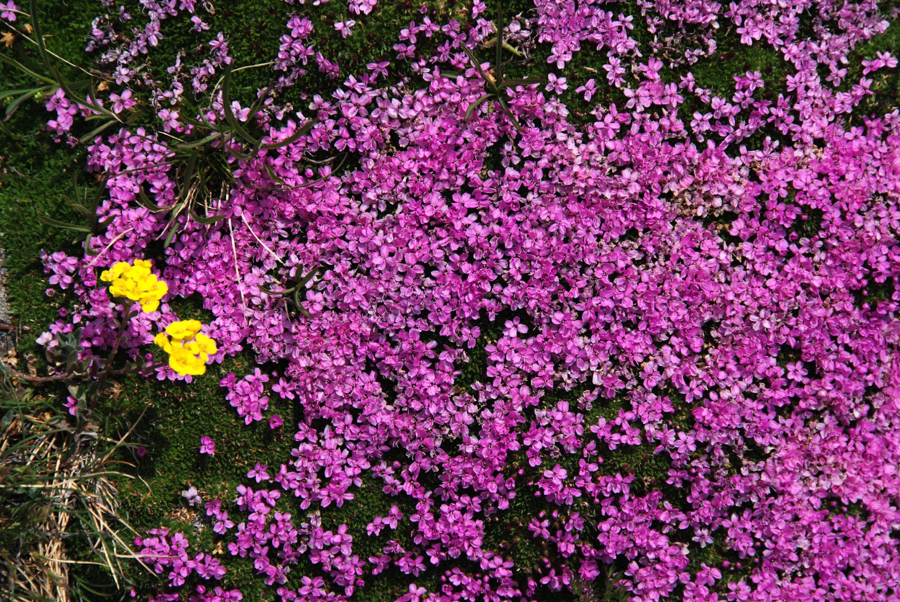 F63-Silene-de-Yves-Floret.jpg