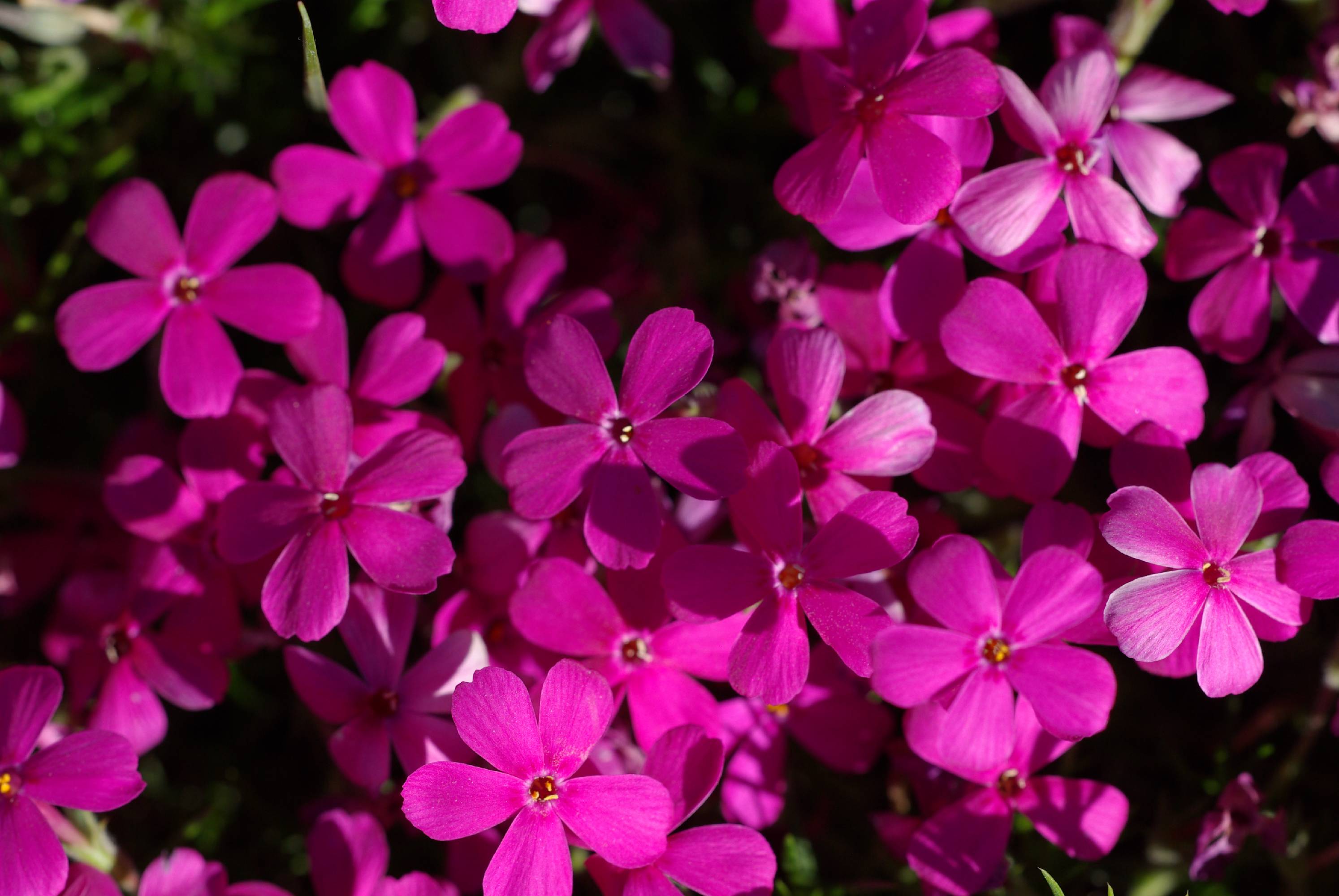 F67-Phlox-en-alene-de-Michel-Monniot.jpg - Phlox-en-Alene