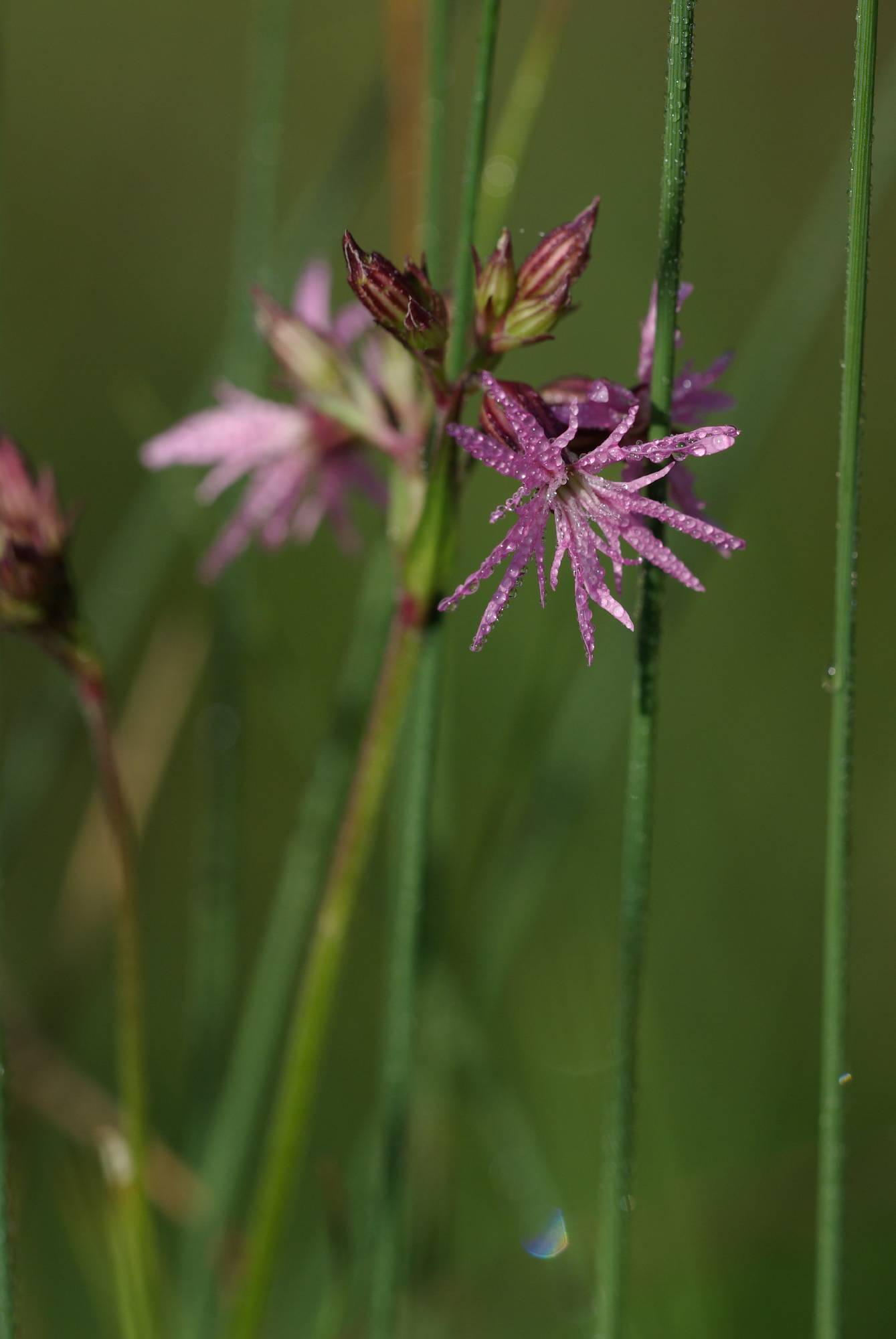 F68-Soldanelle-de-Cecile-Rausse.jpg