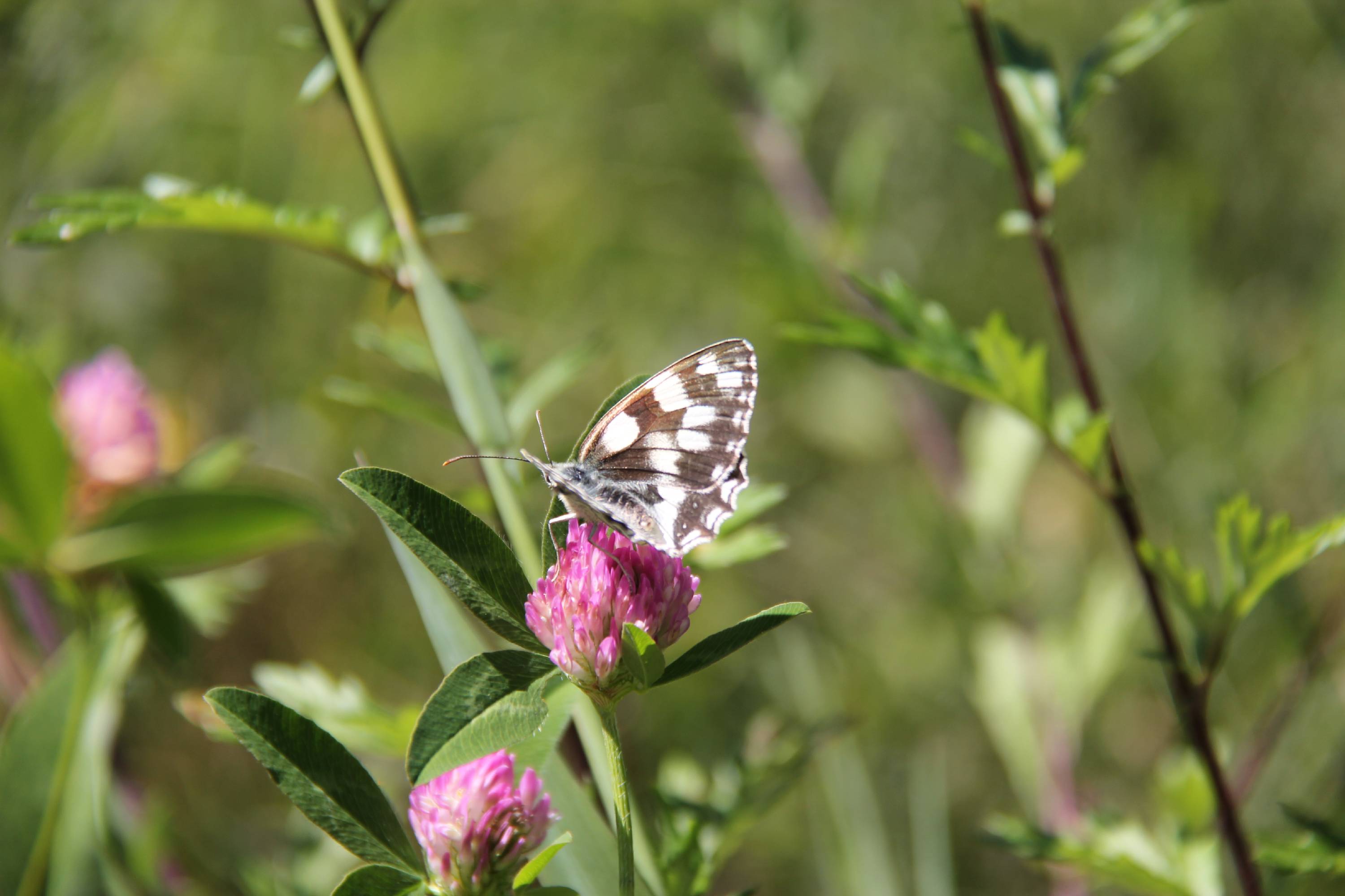 F69-Trefle-Alpin-avec-papillon-de-Martine-Gautier-Valentin.jpg