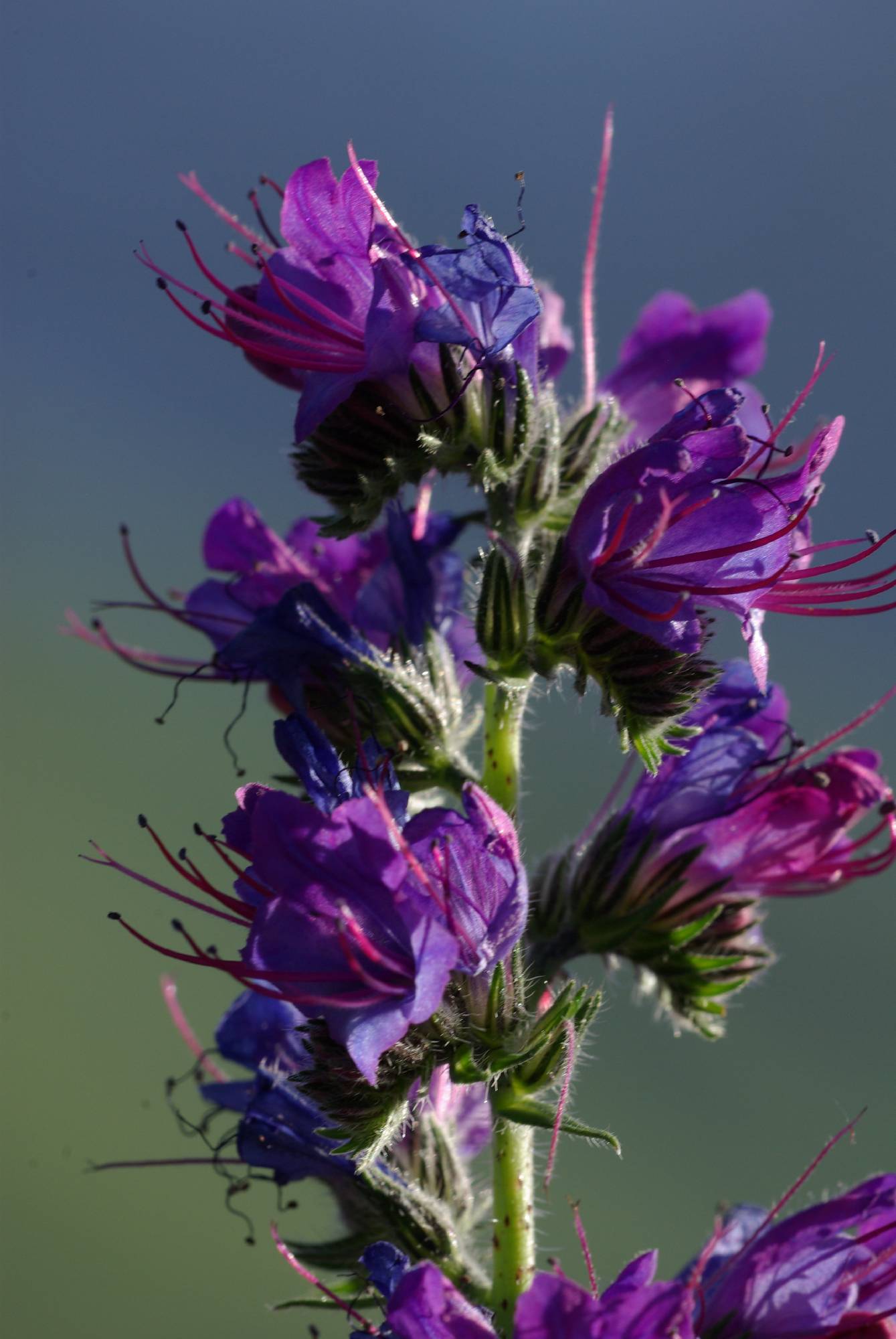 F70-Viperine-de-Cecile-Rausse.jpg - Viprine