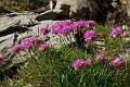 F04-Armerie-des-alpes-de-B-Emelien