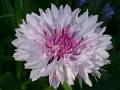 F05-Bleuet-Rose-de-Martine-Falcoz