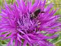F06-Centauree-avec-abeille-de-Nathalie-Canas