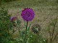 F07-Chardon-Penche-de-Stephanie-Longchampt