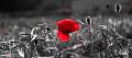 F09-Coquelicot-de-Michel-Le-calvez