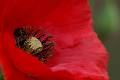 F10-Coquelicot-de-Michel-Monniot