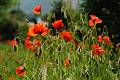 F11-Coquelicots-de-Patrice-Messin