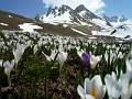 F12-Crocus-Mottets-de-Michel-Cuinat