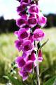 F13-Digitale-NZ-de-Liouba-Scarnato