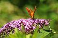 F17-Eupatoire-avec-papillon-tabac-d-espagne-de-patrice-messin