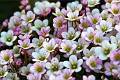 F18-Fleur-a-identifier-de-Laure-Chaignon
