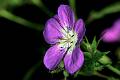 F20-Geranium-des-bois-de-Michel-meyer
