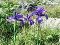 F23-Iris-des-Pyrenees-de-Helene-Michaud
