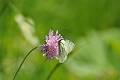 F29-Knautie-avec-papillon-gaze-de-Nicolas-Bore