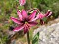 F33-Lis-martagon-de-Claude-Garnier