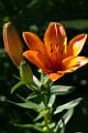 F35-Lis-orange-de-Lucien-Vallet