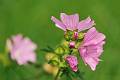 F36-Mauve-de-Patrice-Messin
