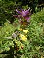 F37-Melampyre-des-bois-de-Agnes-Thill