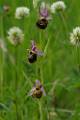 F40-Orchis-apifera-de-R-de-Portere