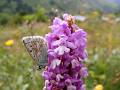 F41-Orchis-avec-papillon-Azure-de-Anna-Rassoto