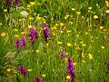 F42-Orchis-de-Barbara-Dal-Soglio