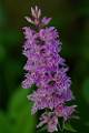 F43-Orchis-de-Fuchs-Lucienne-Vallet
