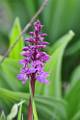 F44-Orchis-Male-de-Nicolas-Bore
