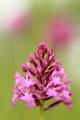 F45-Orchis-pyramidal-de-Bernard-Gauthier