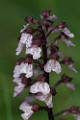 F46-Orchys-brule-de-Sophie-Launois