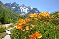 F49-Pavot-jardin-alpin-de-Raymond-Malbec