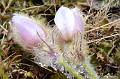 F54-Pulsatilles-dans-le-froid-deYves-Floret